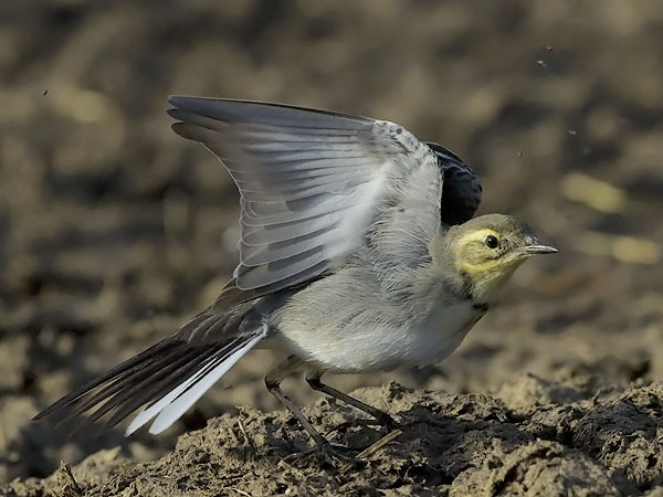 Sitruunavästäräkki, Citrine Wagtail, Motacilla citreola
